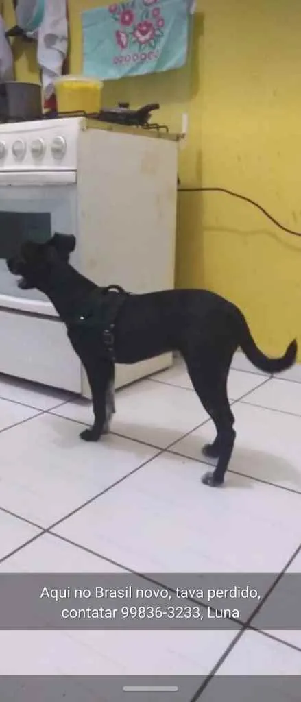Cachorro raça SRD idade 7 a 11 meses nome Desconhecido