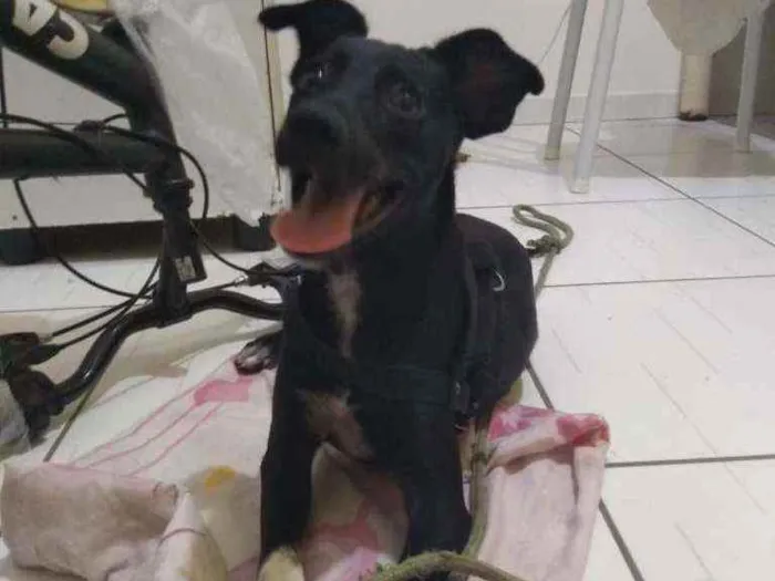 Cachorro raça SRD idade 7 a 11 meses nome Desconhecido