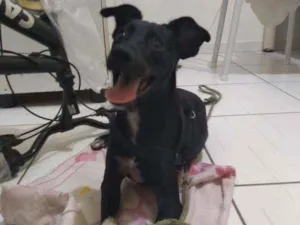 Cachorro raça SRD idade 7 a 11 meses nome Desconhecido