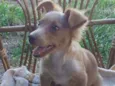 Douglas Dog