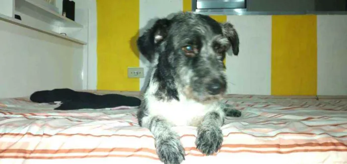 Cachorro ra a  idade 2 anos nome Macarena 