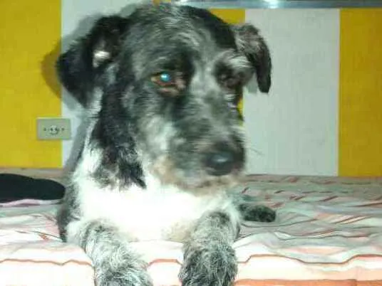 Cachorro ra a  idade 2 anos nome Macarena 