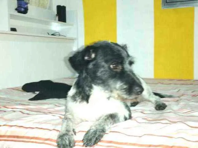 Cachorro ra a  idade 2 anos nome Macarena 