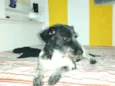 Macarena