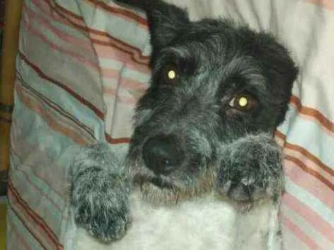 Cachorro ra a  idade 2 anos nome Macarena 