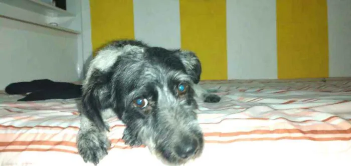 Cachorro ra a  idade 2 anos nome Macarena 