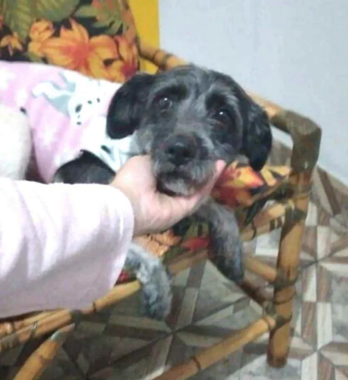 Cachorro ra a  idade 2 anos nome Macarena 