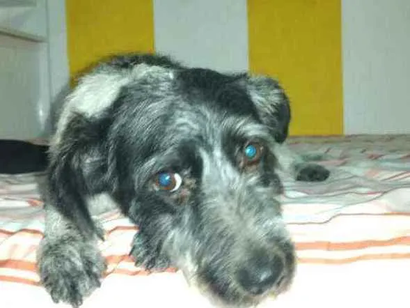 Cachorro ra a  idade 2 anos nome Macarena 