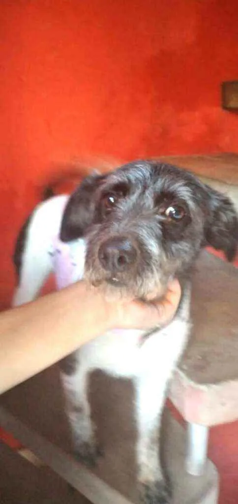 Cachorro ra a  idade 2 anos nome Macarena 
