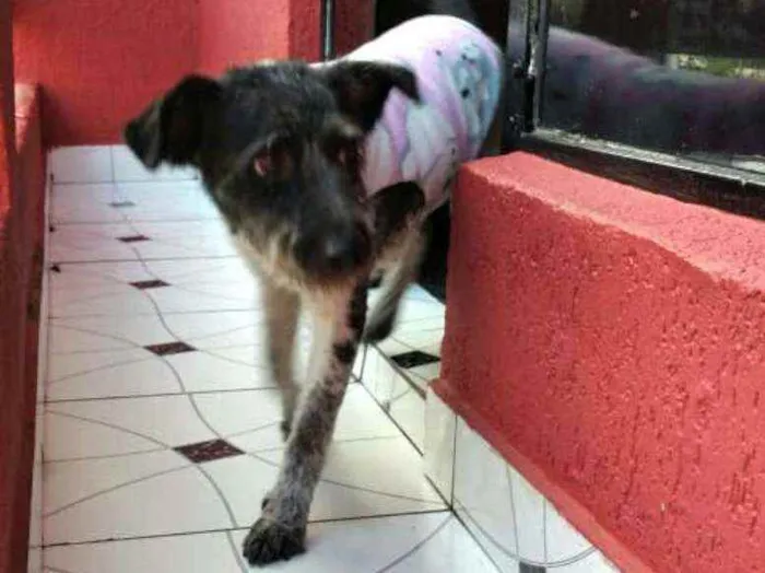 Cachorro ra a  idade 2 anos nome Macarena 