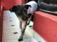 Macarena