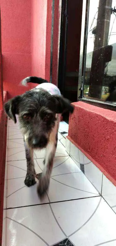 Cachorro ra a  idade 2 anos nome Macarena 