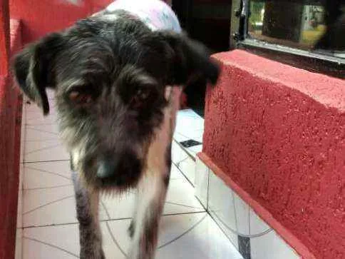 Cachorro ra a  idade 2 anos nome Macarena 