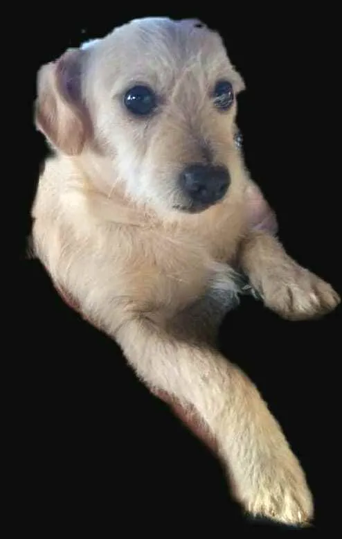 Cachorro ra a  idade 2 anos nome Billy 