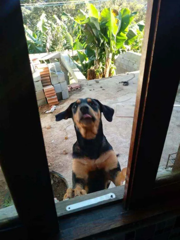 Cachorro raça Doberman mestiço com SRD idade 1 ano nome Pingo