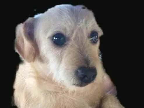 Cachorro ra a  idade 2 anos nome Billy 
