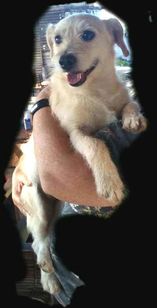 Cachorro ra a  idade 2 anos nome Billy 