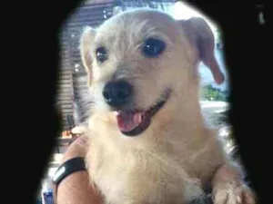 Cachorro raça  idade 2 anos nome Billy 