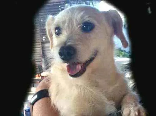 Cachorro ra a  idade 2 anos nome Billy 