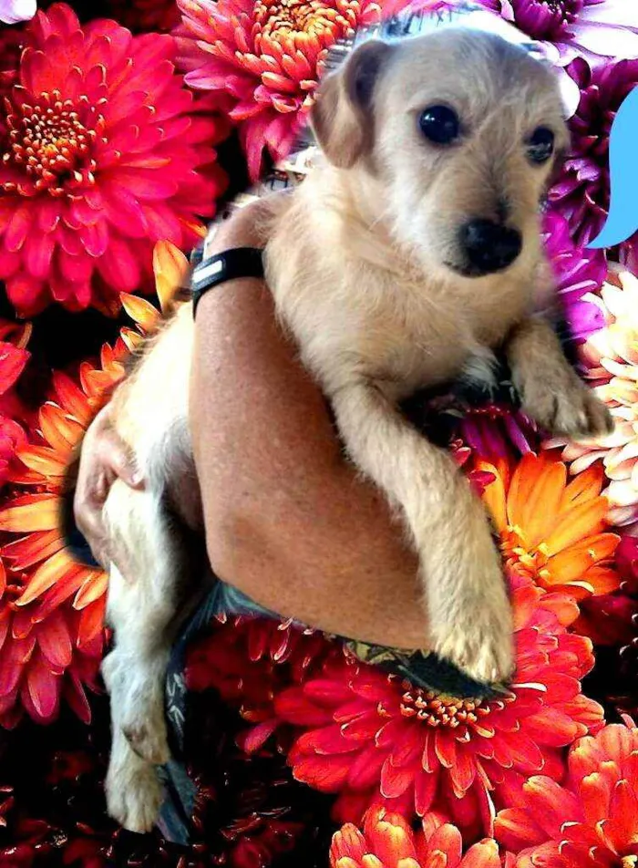 Cachorro ra a  idade 2 anos nome Billy 