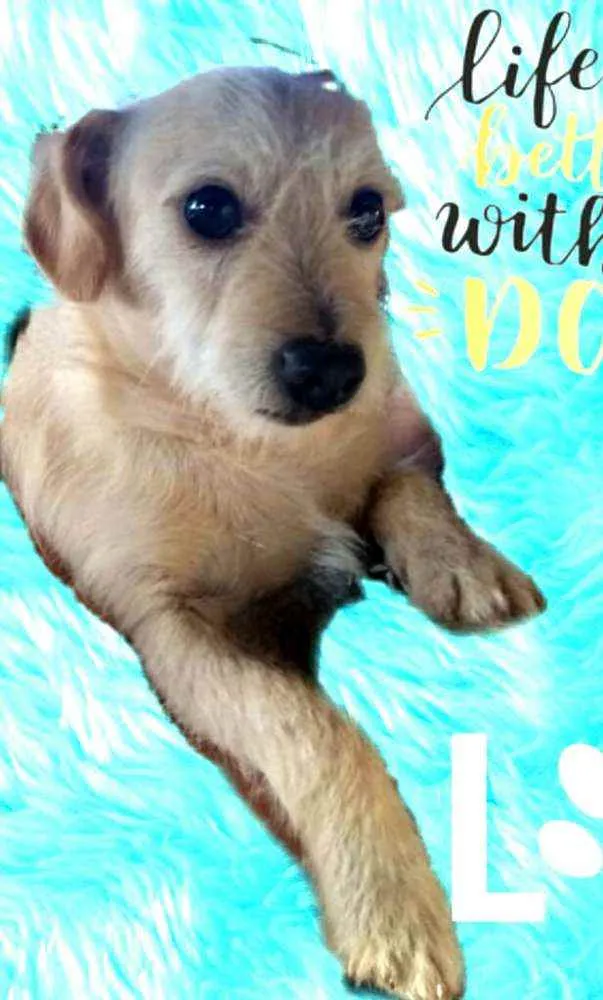 Cachorro ra a  idade 2 anos nome Billy 