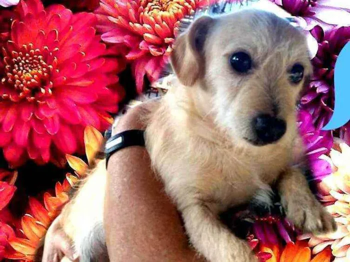 Cachorro ra a  idade 2 anos nome Billy 