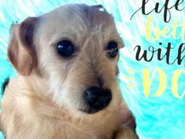 Cachorro ra a  idade 2 anos nome Billy 
