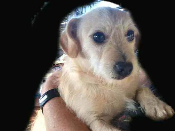 Cachorro ra a  idade 2 anos nome Billy 
