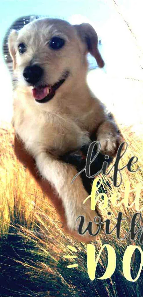 Cachorro ra a  idade 2 anos nome Billy 