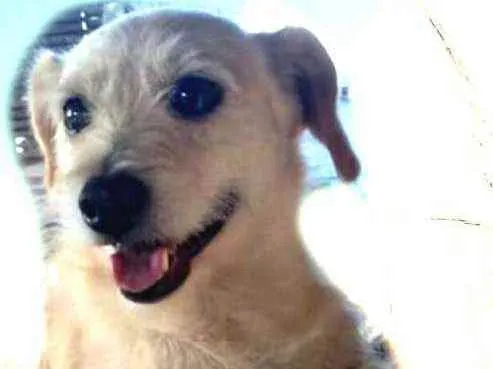 Cachorro ra a  idade 2 anos nome Billy 