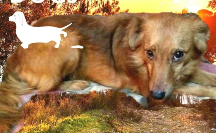 Cachorro ra a  idade 2 anos nome Bóris