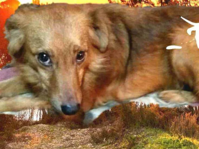 Cachorro ra a  idade 2 anos nome Bóris