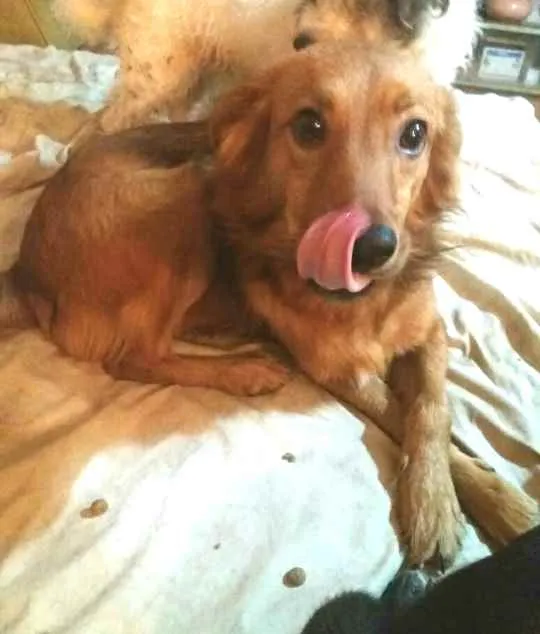 Cachorro ra a  idade 2 anos nome Bóris