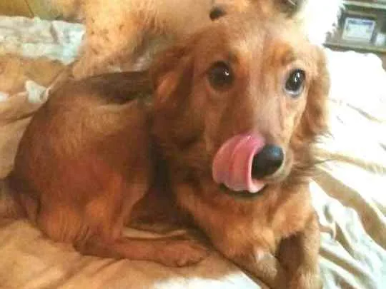 Cachorro ra a  idade 2 anos nome Bóris