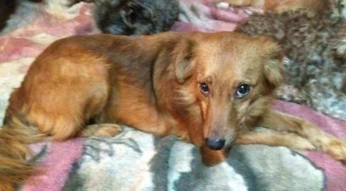 Cachorro ra a  idade 2 anos nome Bóris