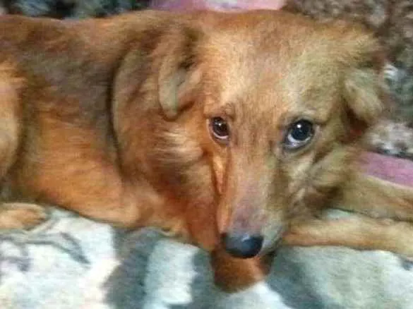 Cachorro ra a  idade 2 anos nome Bóris