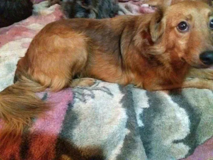 Cachorro ra a  idade 2 anos nome Bóris