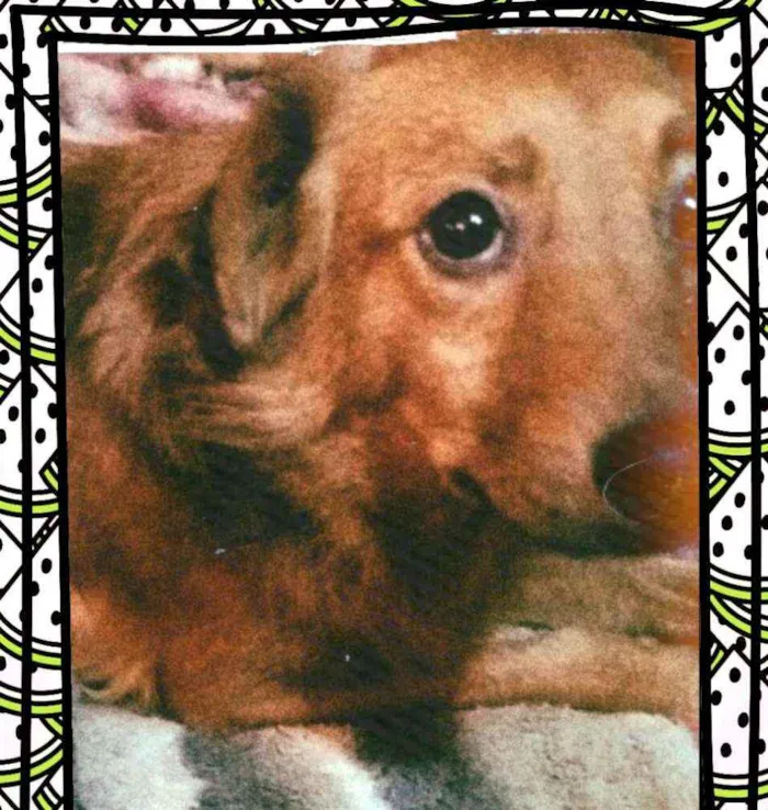 Cachorro ra a  idade 2 anos nome Bóris
