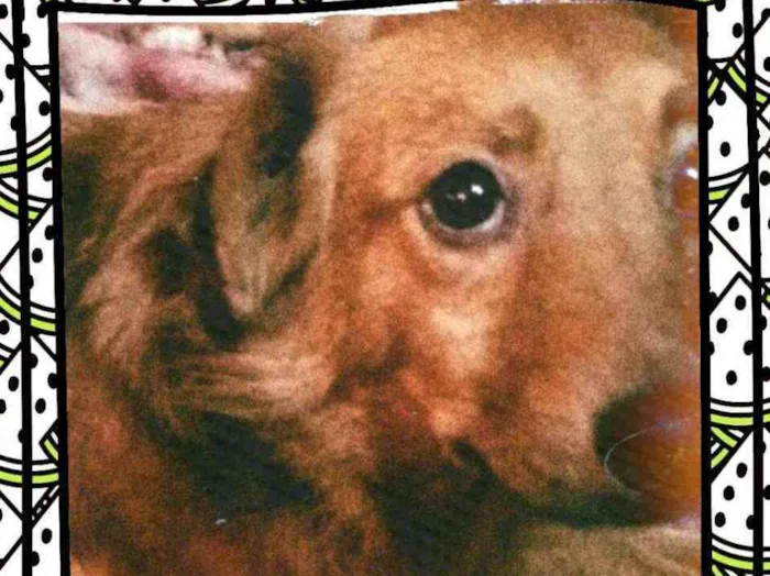 Cachorro ra a  idade 2 anos nome Bóris