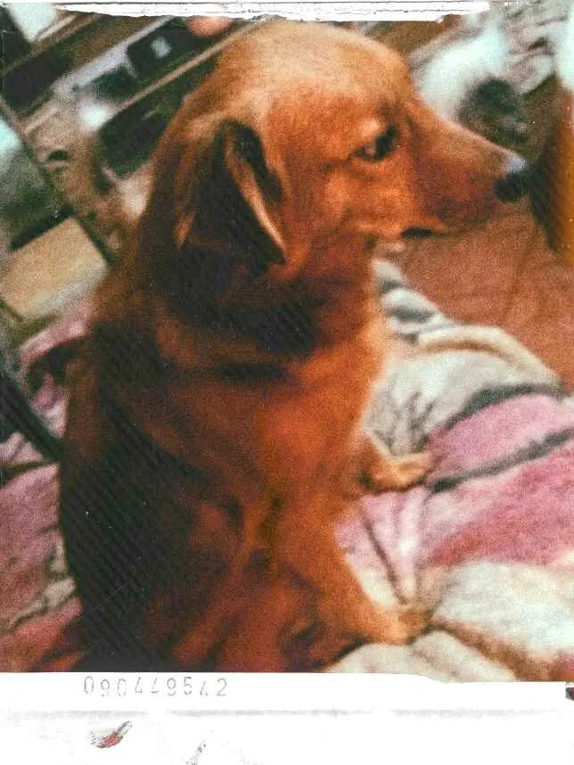 Cachorro ra a  idade 2 anos nome Bóris