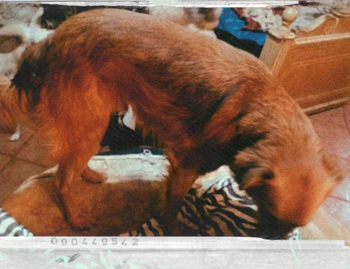 Cachorro ra a  idade 2 anos nome Bóris