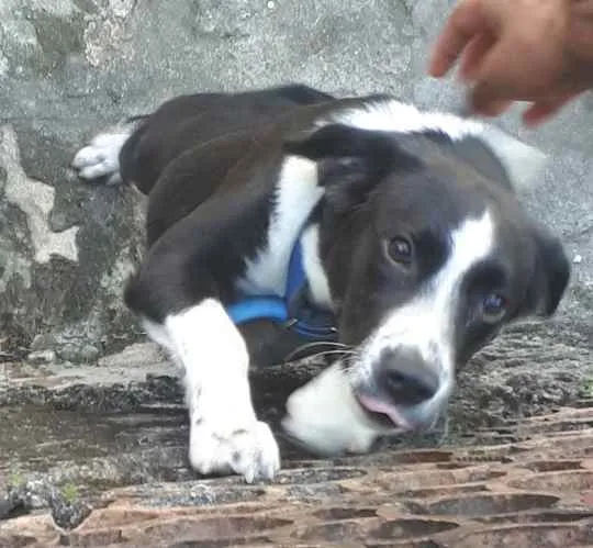 Cachorro raça Vira-lata  idade 1 ano nome Benny