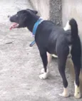 Benny