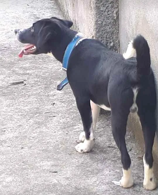 Cachorro raça Vira-lata  idade 1 ano nome Benny