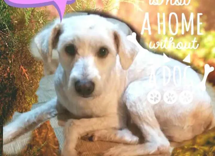 Cachorro ra a Mestiço de poodle  idade 2 anos nome Bob