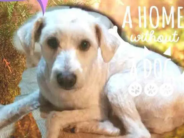Cachorro ra a Mestiço de poodle  idade 2 anos nome Bob