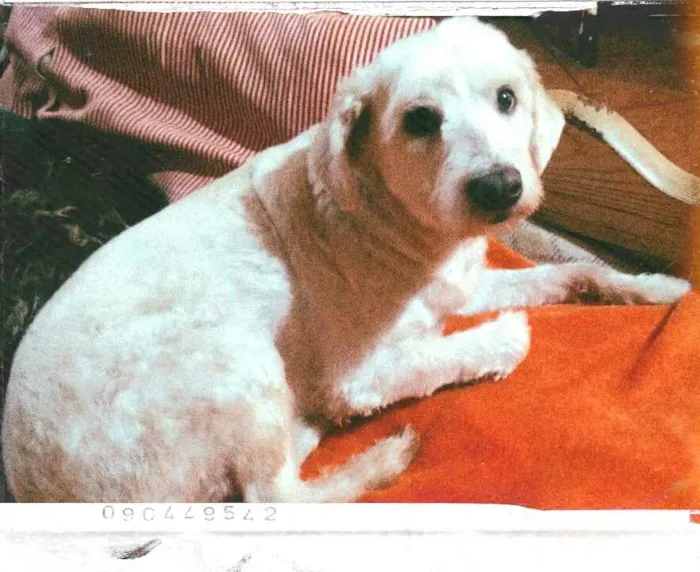 Cachorro ra a Mestiço de poodle  idade 2 anos nome Bob