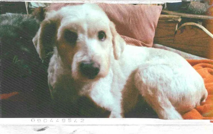 Cachorro ra a Mestiço de poodle  idade 2 anos nome Bob
