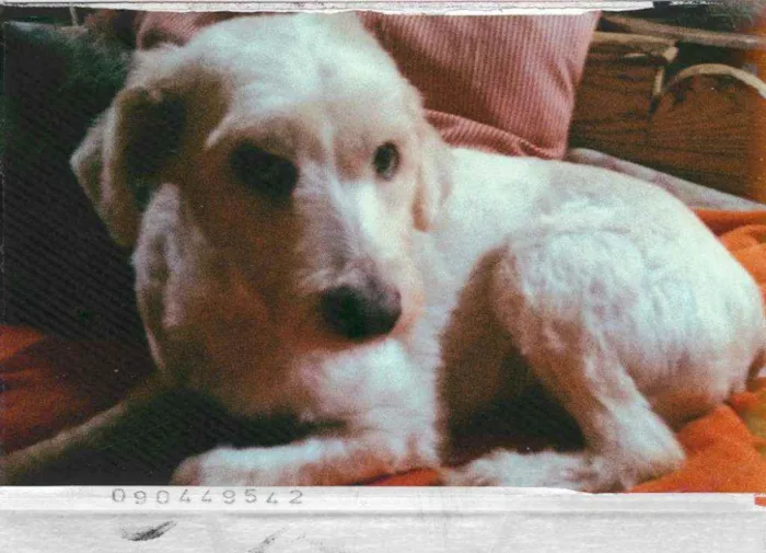 Cachorro ra a Mestiço de poodle  idade 2 anos nome Bob