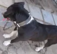 Benny